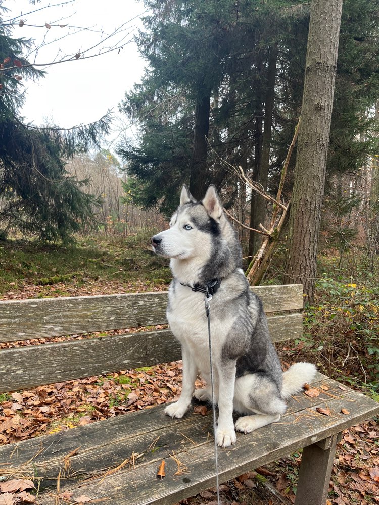 Hundetreffen-Spielfreunde & Spazieren-Profilbild