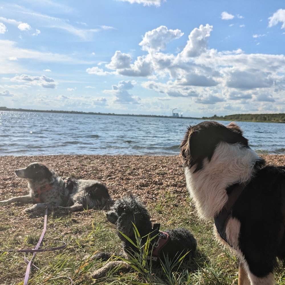 Hundetreffen-Canicross/-walk Halle-Profilbild