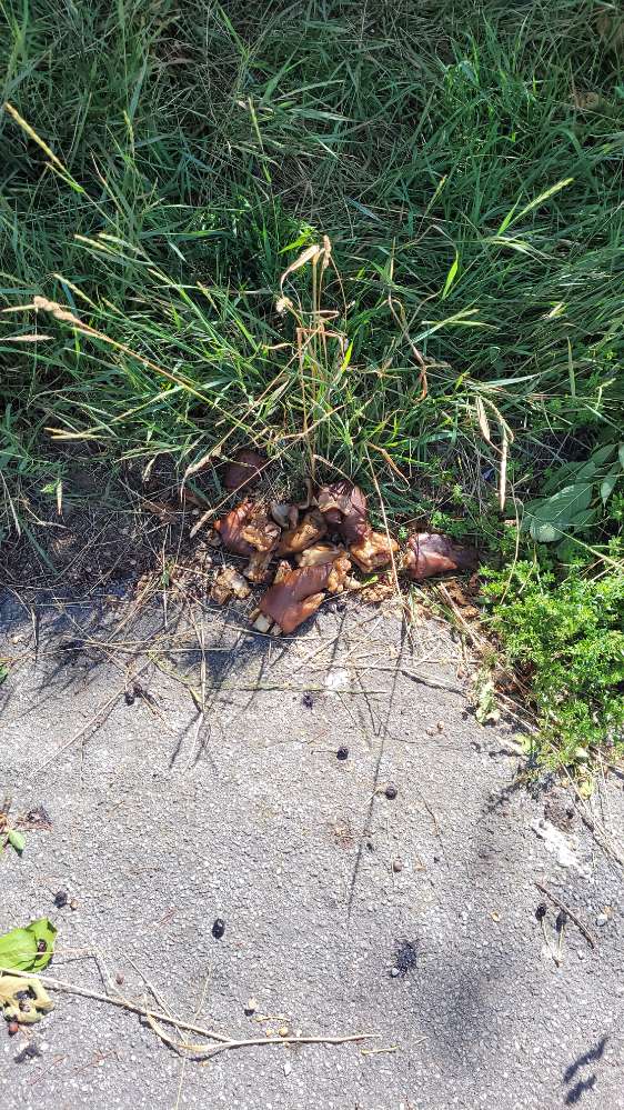 Giftköder-Ausgelegte Schweinestücke-Profilbild