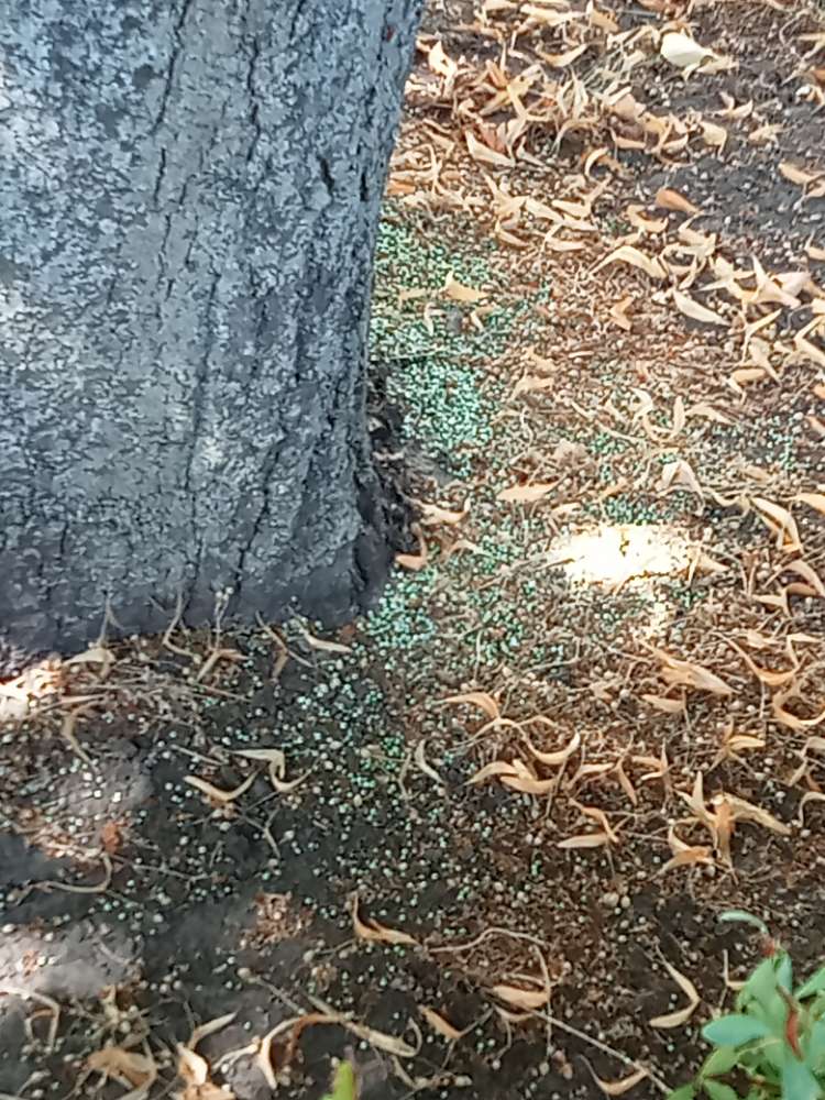 Giftköder-Giftköder vorsicht rattengift-Profilbild