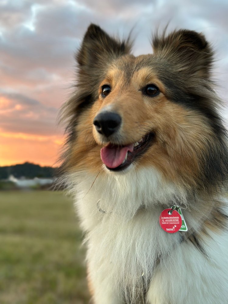Hundetreffen-Gassirunde & Austausch-Profilbild