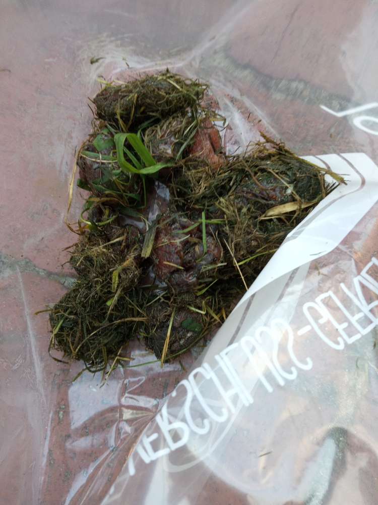 Giftköder-Fleisch stücke-Profilbild