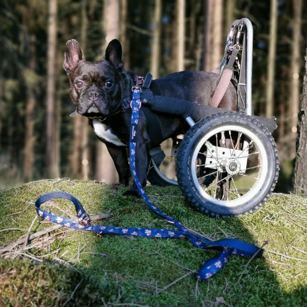 Hundetreffen-Spazierengehen-Profilbild