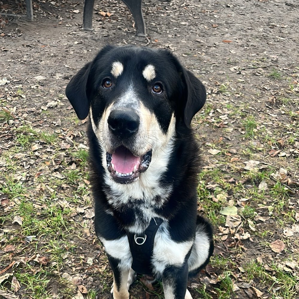 Hundetreffen-Spielkameraden gesucht-Profilbild