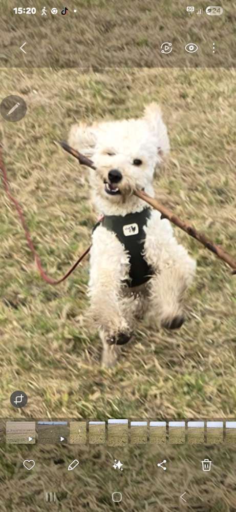 Hundetreffen-Treffen mit kleinen Junghunden-Profilbild