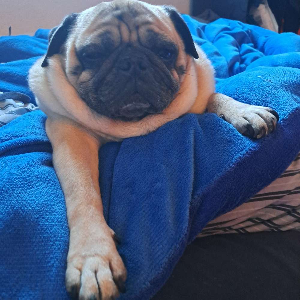 Hundetreffen-Hunde Spaziergang-Profilbild