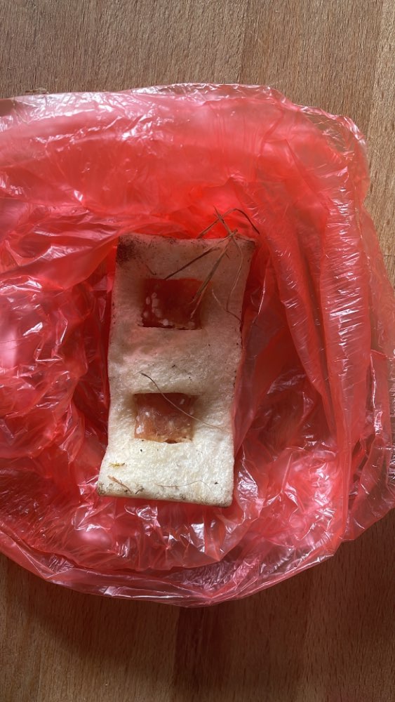 Giftköder-Eventueller Giftköder-Profilbild