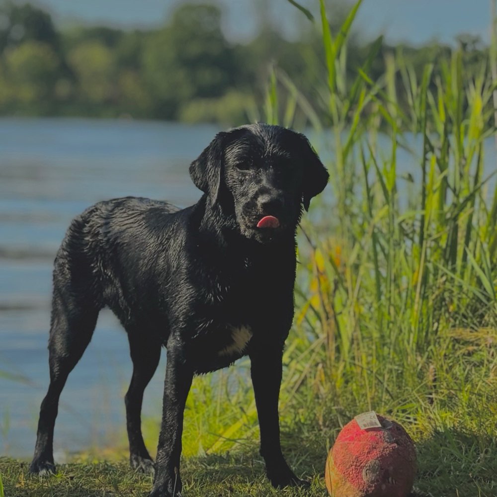 Hundetreffen-Lust zum toben?-Profilbild