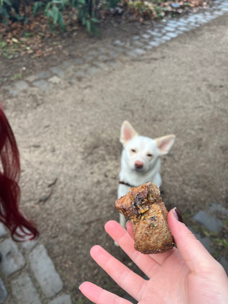 Giftköder-Fleisch- & Fischstücke im Laub-Profilbild