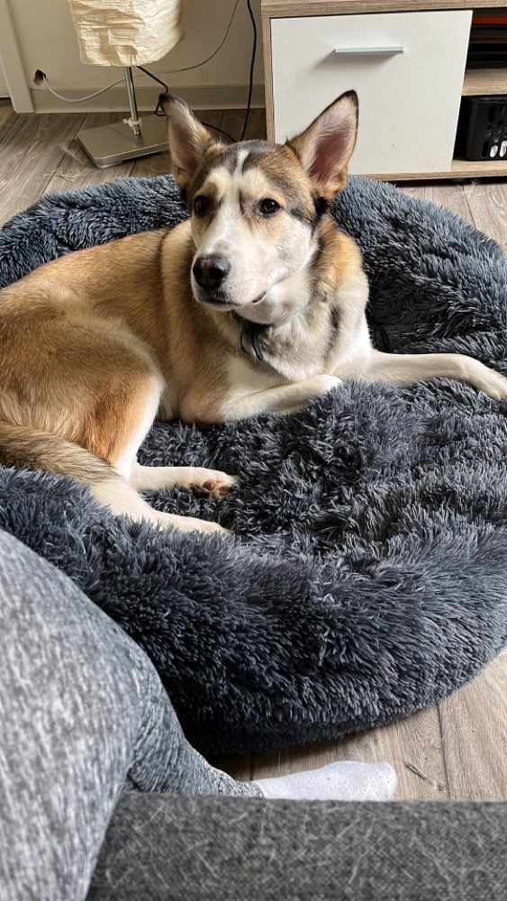 Hundetreffen-Hundefreund gesucht-Profilbild