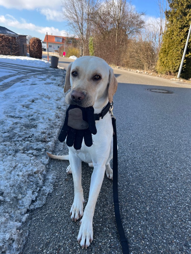 Hundetreffen-Schnuffel Body-Profilbild