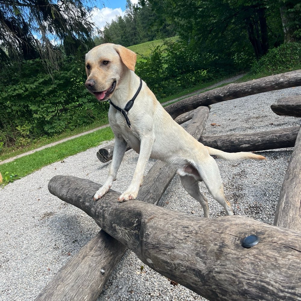 Hundetreffen-Gassi Begleitung durch Kammer ST-Profilbild