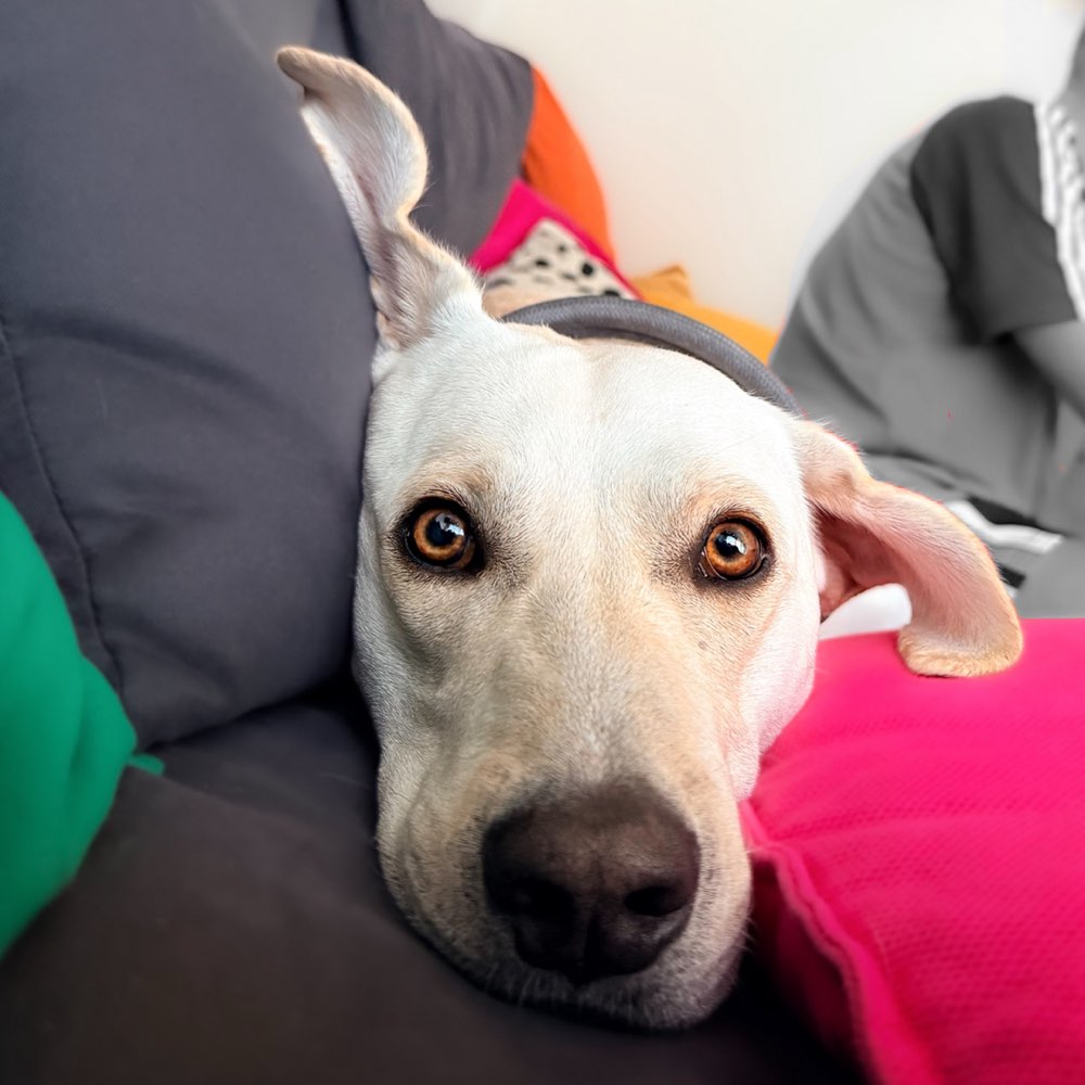 Hundetreffen-Spiel- und Gassifreunde Ort flexibel-Profilbild