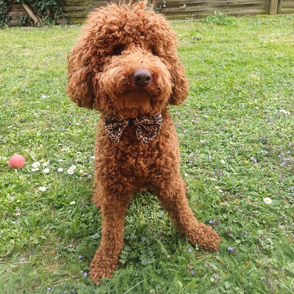 Hundetreffen-Gassi Freund/in gesucht in Ostfildern-Profilbild