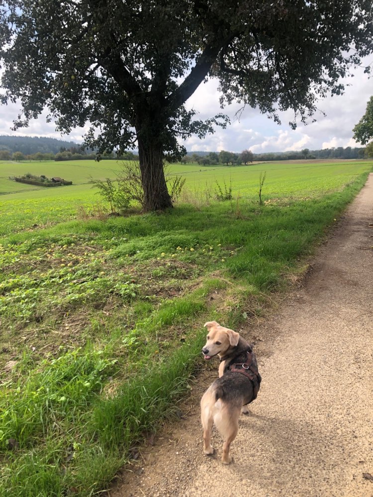 Hundetreffen-Social Walk Übungspartner gesucht-Profilbild