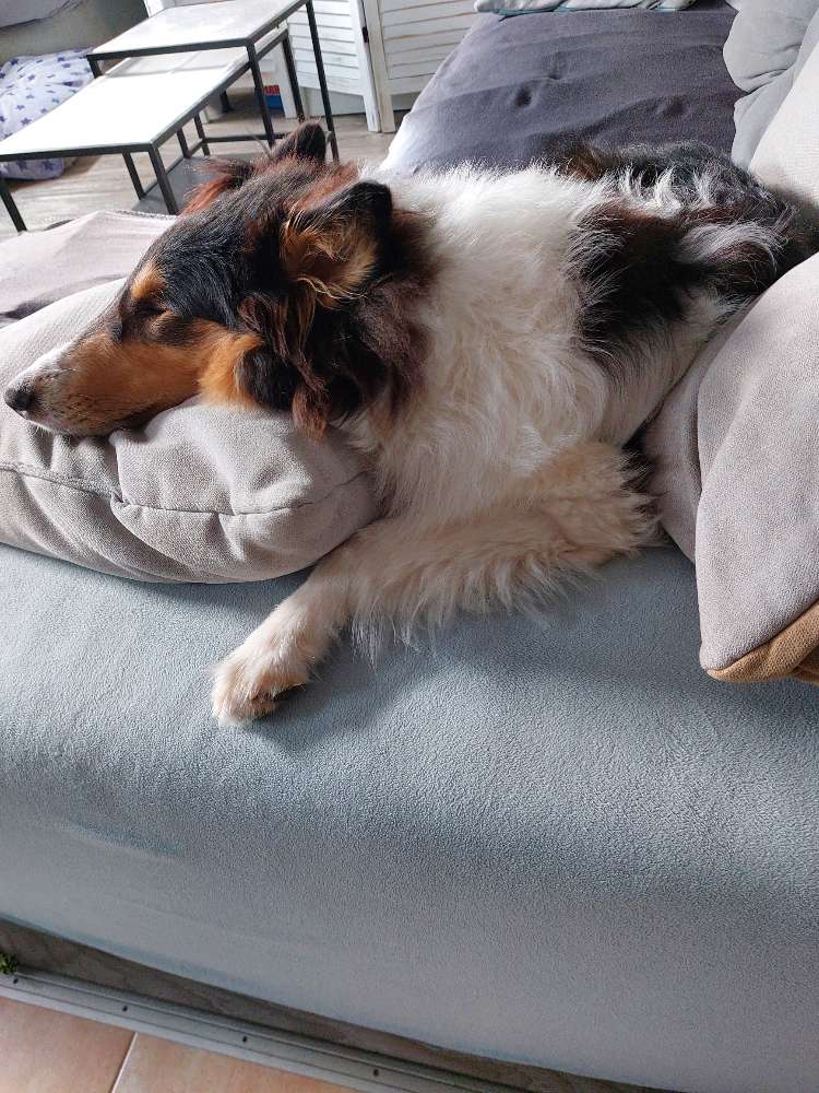 Hundetreffen-Limit sucht soziale Kontakte-Profilbild