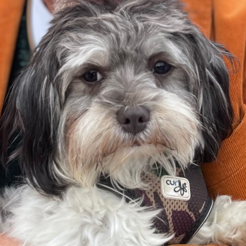 Hundetreffen-Spiel- und Spaziergefährten gesucht-Profilbild