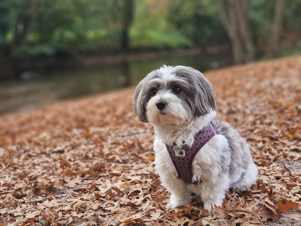 Hundetreffen-Gassifreunde gesucht!-Profilbild