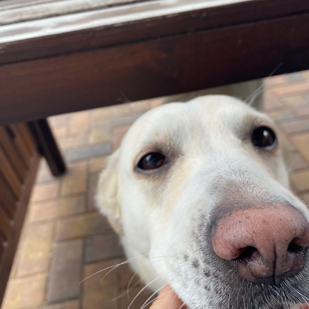 Hundetreffen-Hundetreffen in Falkensee-Profilbild