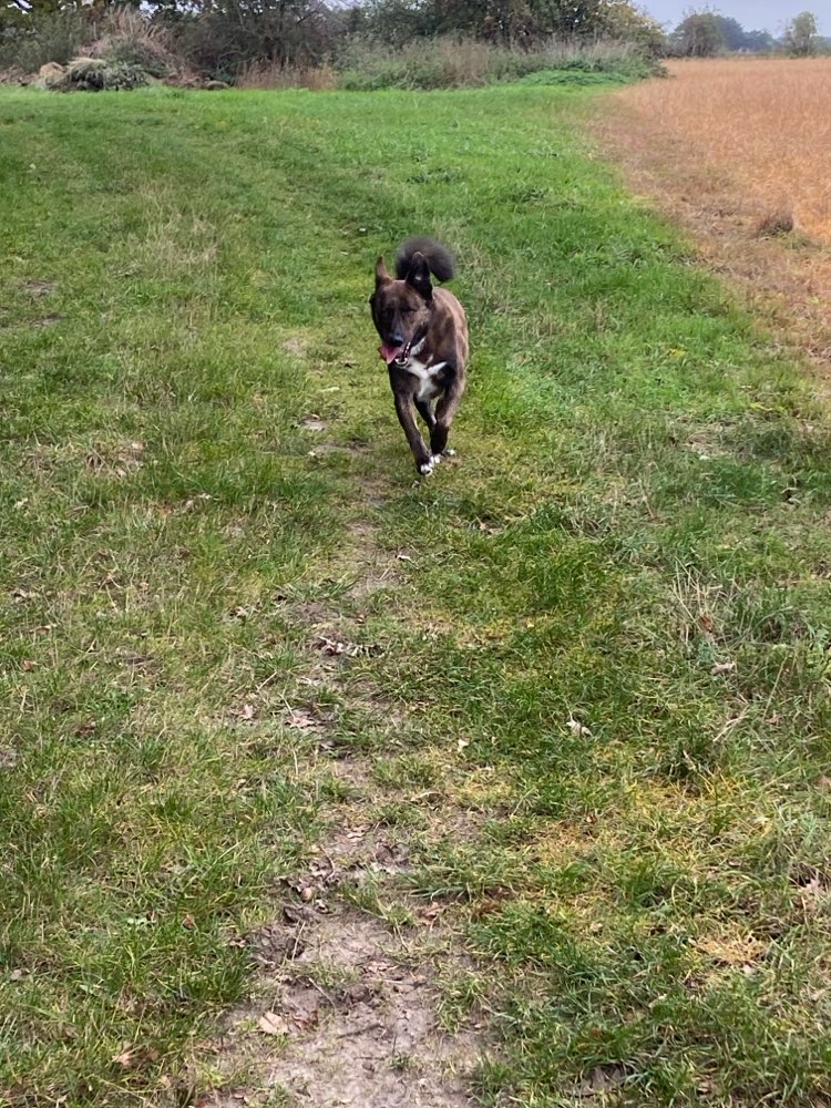 Hundetreffen-Spiel & Gassitreffen-Profilbild