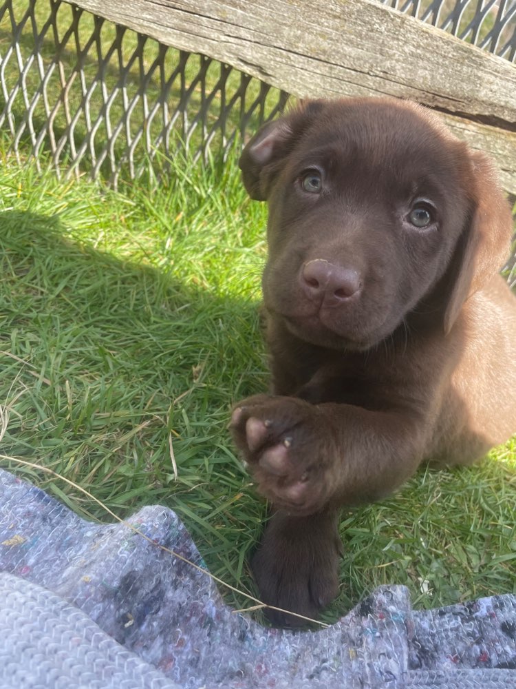 Hundetreffen-Spieldate in Humfeld-Profilbild