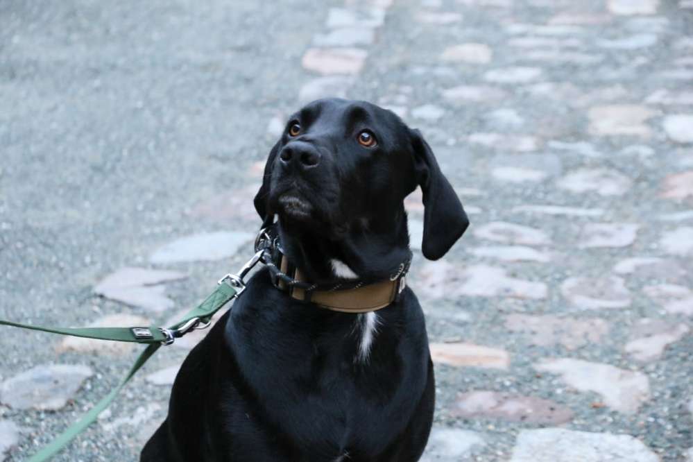 Hundetreffen-Gemeinsames Training/Spazieren-Profilbild