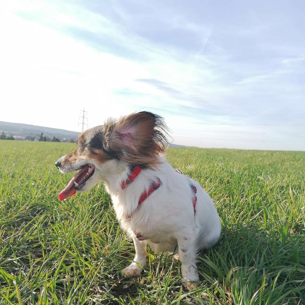 Hundetreffen-Gemeinsames Gassi gehen-Profilbild