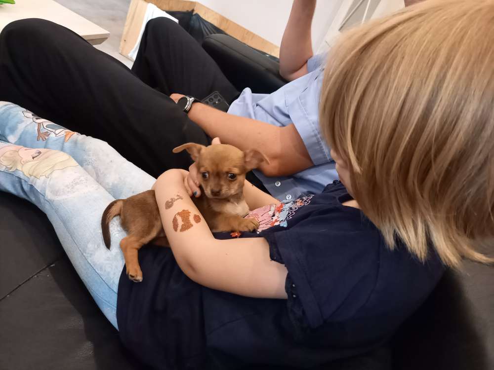 Hundetreffen-Welpentreff für minis-Profilbild