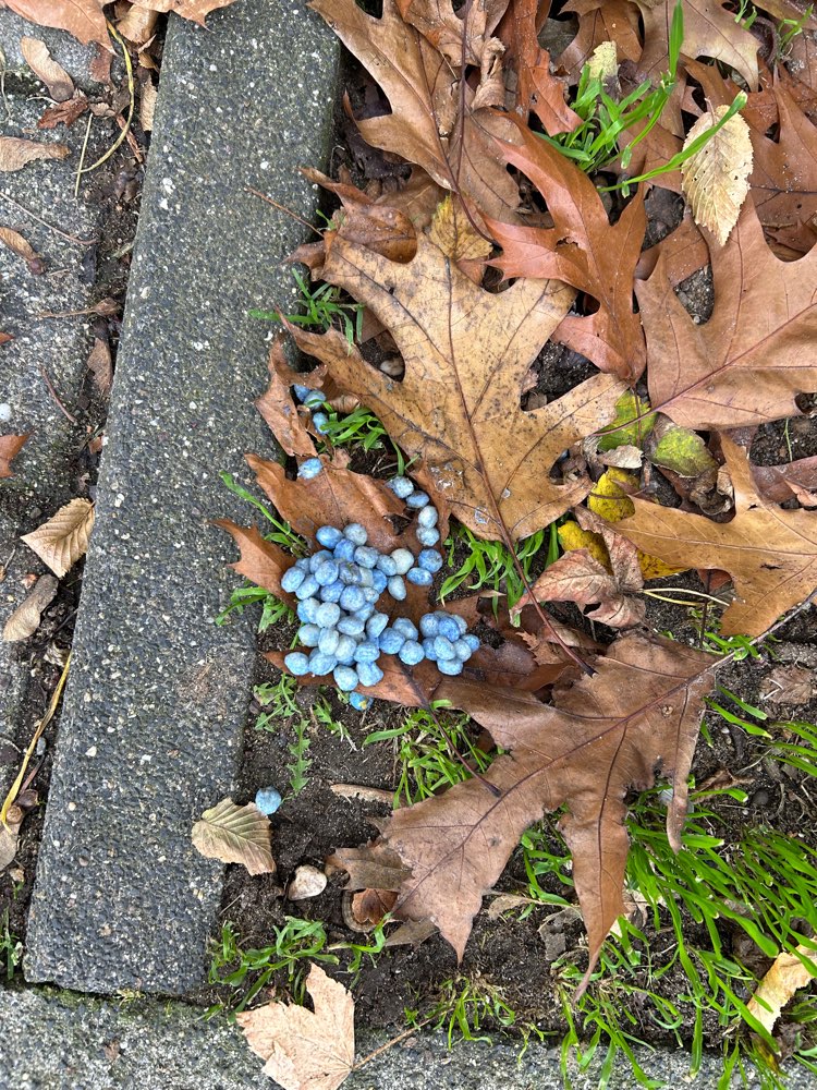 Giftköder-Vermutlich Gift oder Ähnliches-Profilbild