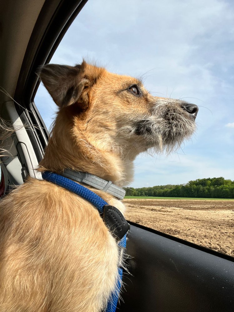 Hundetreffen-Spielen und Spazieren-Profilbild