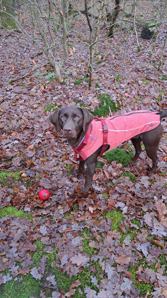 Hundetreffen-Hundespaß nach Feierabend oder am Wochenende flexibel im Ruhrgebiet-Profilbild