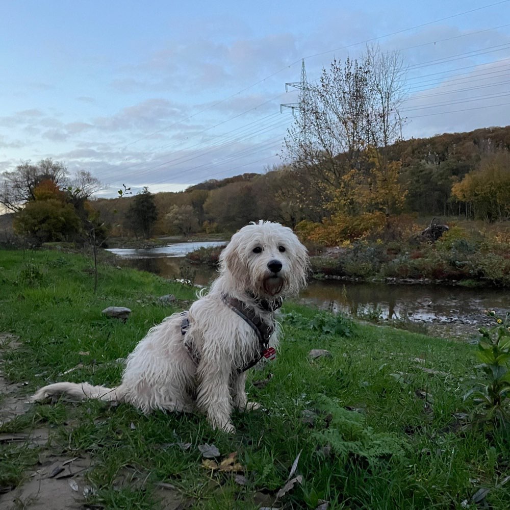 Hundetreffen-Suche Spiel und Gassi Freunde aus Hagen 🐶-Profilbild