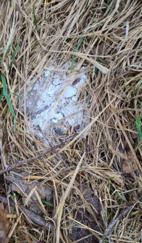 Giftköder-Weißes pulver-Profilbild