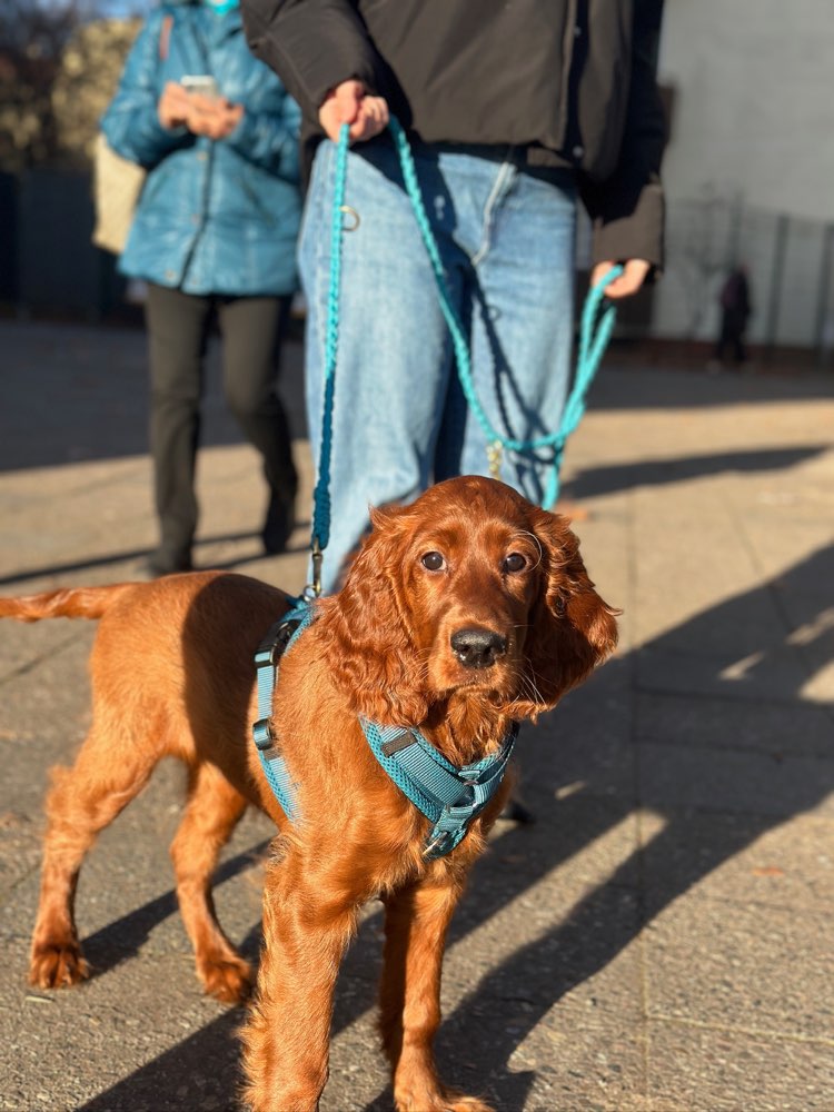 Hundetreffen-Entspannter/Souveräner Hund gesucht - Sozialisierung für Welpen-Profilbild