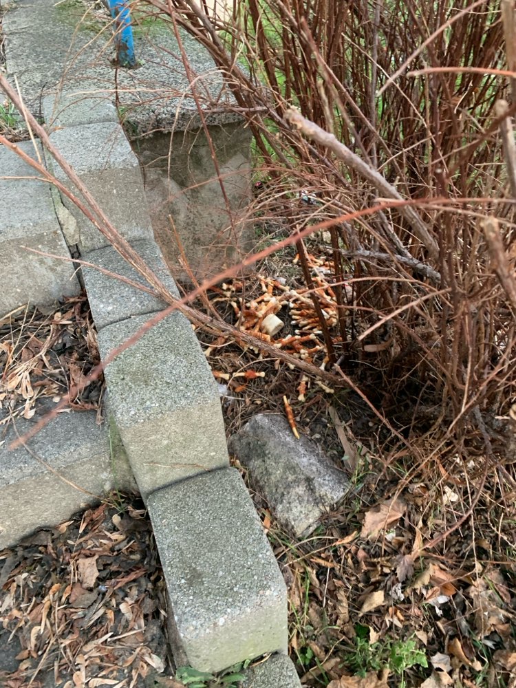 Giftköder-Kaustangen-Profilbild