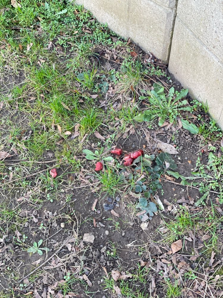 Giftköder-Vermutlich Giftköder-Profilbild