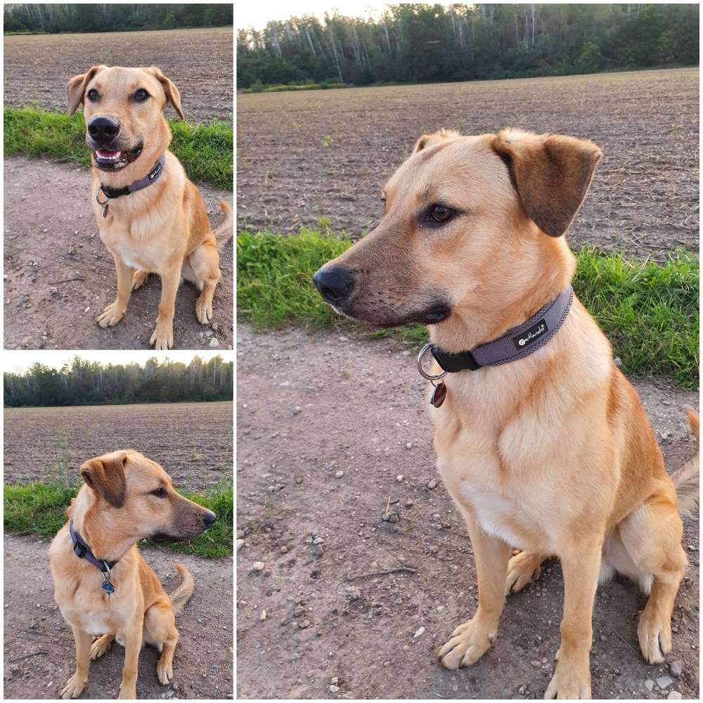Hundetreffen-Milo sucht Freunde-Profilbild