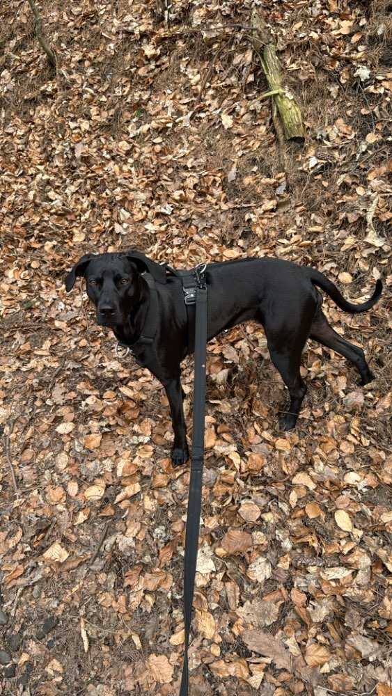 Hundetreffen-Spiel- und Gassi-Runde in Wetter gesucht.-Profilbild