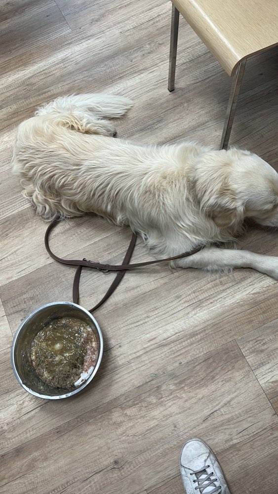 Giftköder-Giftköder-Profilbild