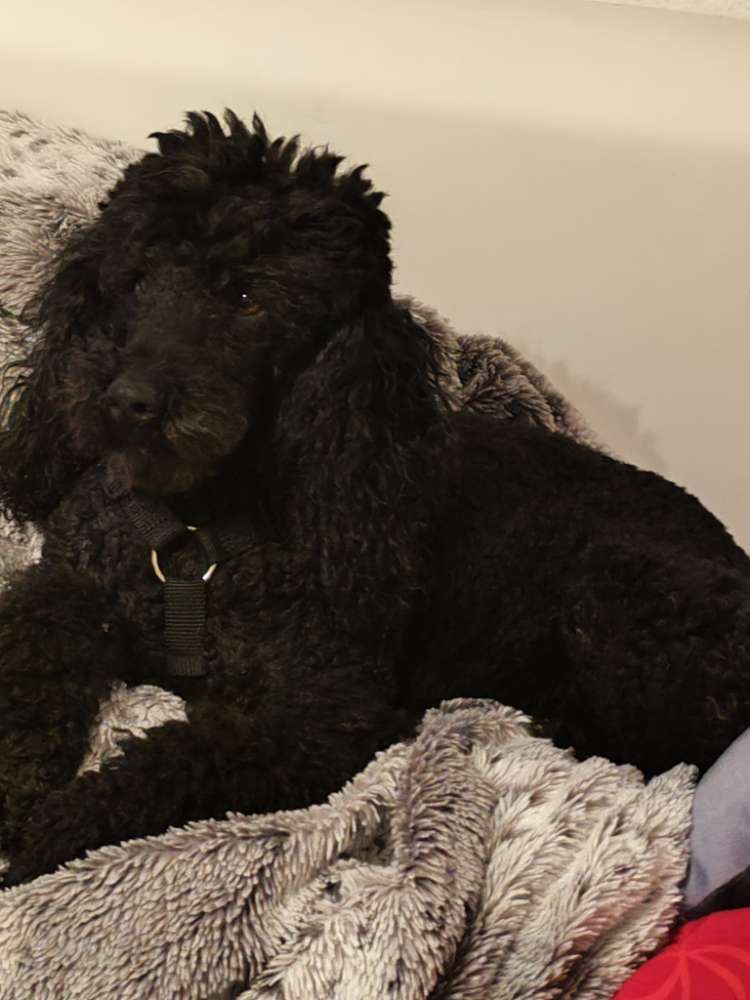 Hundetreffen-Treffen in Erlenbach-Profilbild