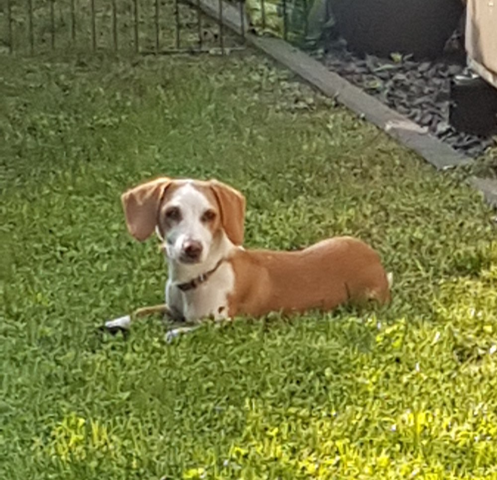 Hundetreffen-Junghundetreffen-Profilbild