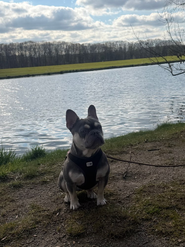 Hundetreffen-Alfons sucht Spielfreunde-Profilbild