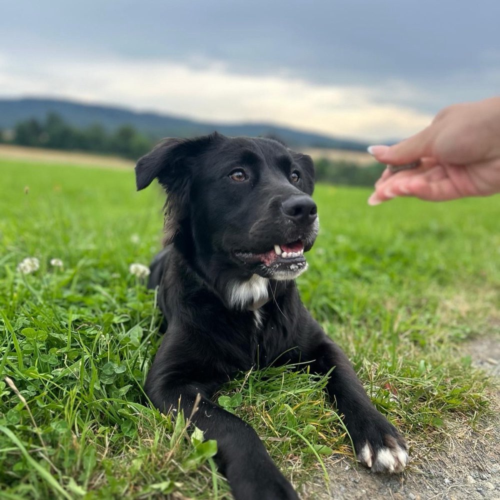 Hundetreffen-Spielgefährten und tolle gassirunden-Profilbild