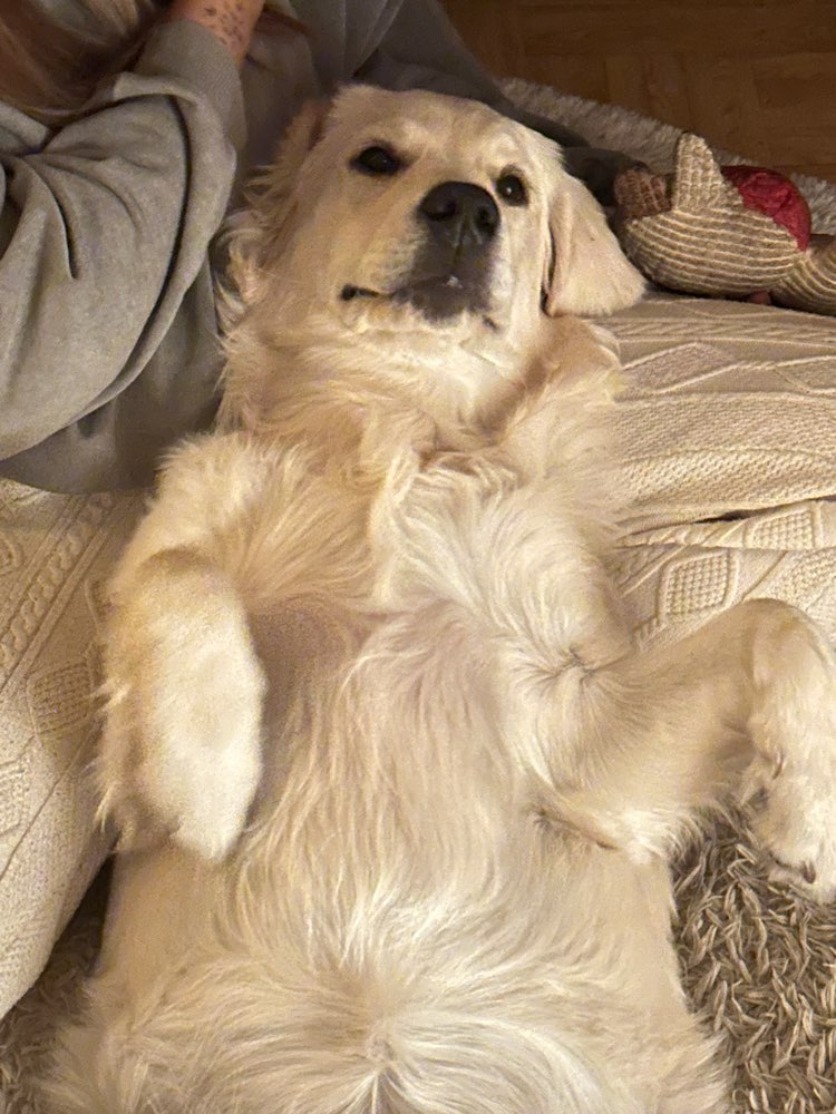 Hundetreffen-Begegnungstraining und Spielgefährte gesucht!-Profilbild