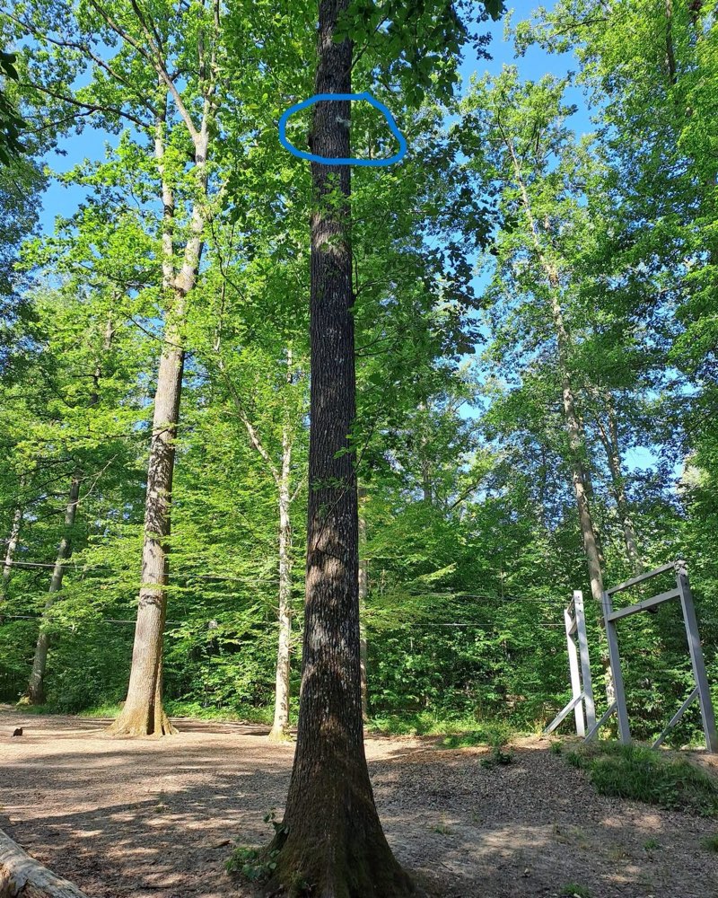 Giftköder-Eichenprozessionsspinner Nest-Profilbild