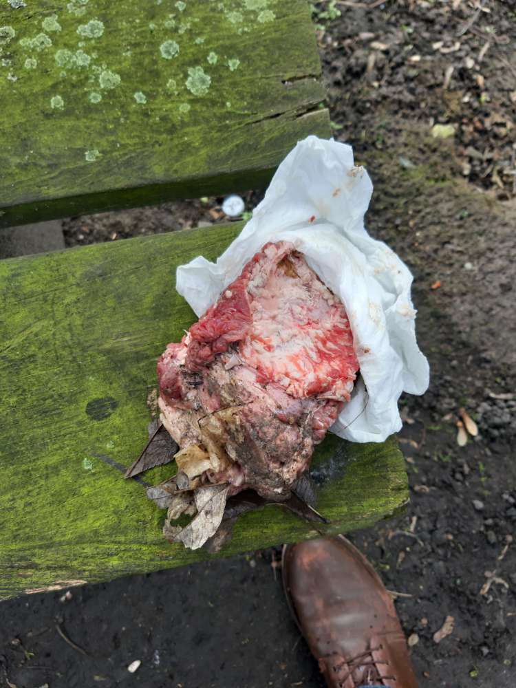 Giftköder-Knochen mit Fleischresten-Profilbild