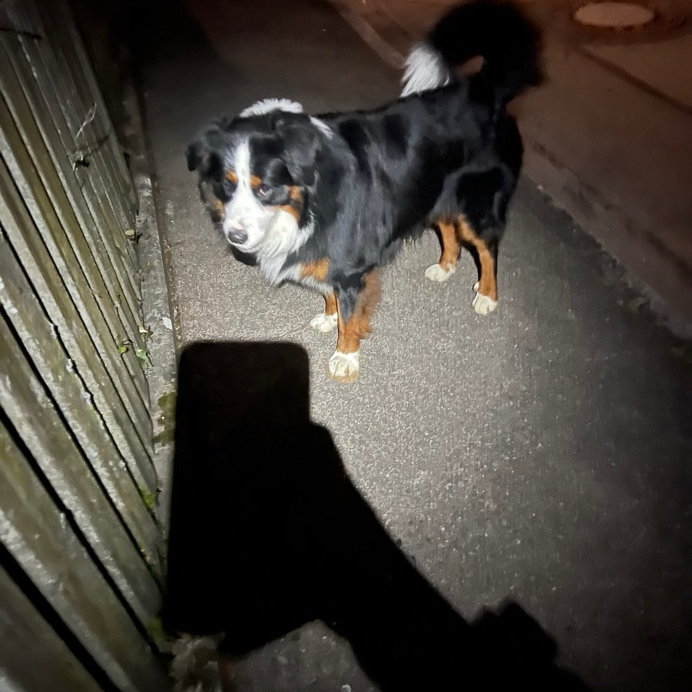Giftköder-Freilaufender Hund ohne Halter-Profilbild