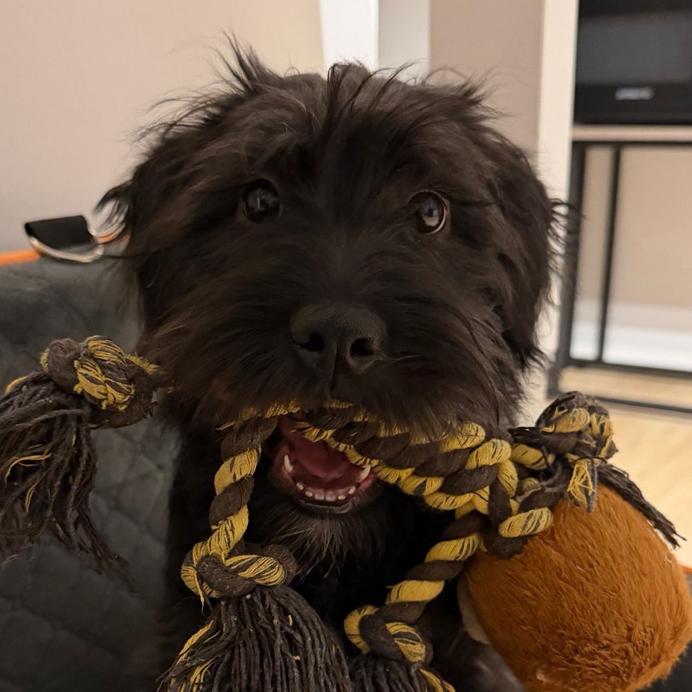 Hundetreffen-Spieldates-Profilbild