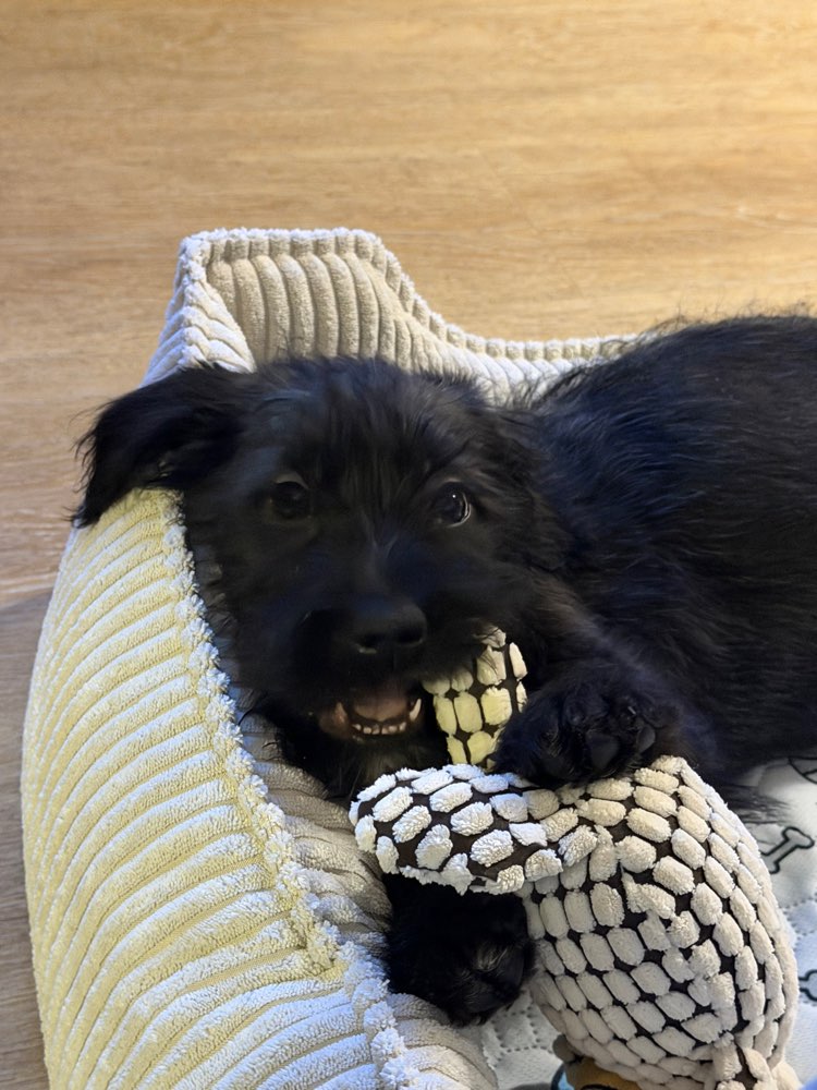 Hundetreffen-Spieldates/ Gassi (Altona)-Profilbild