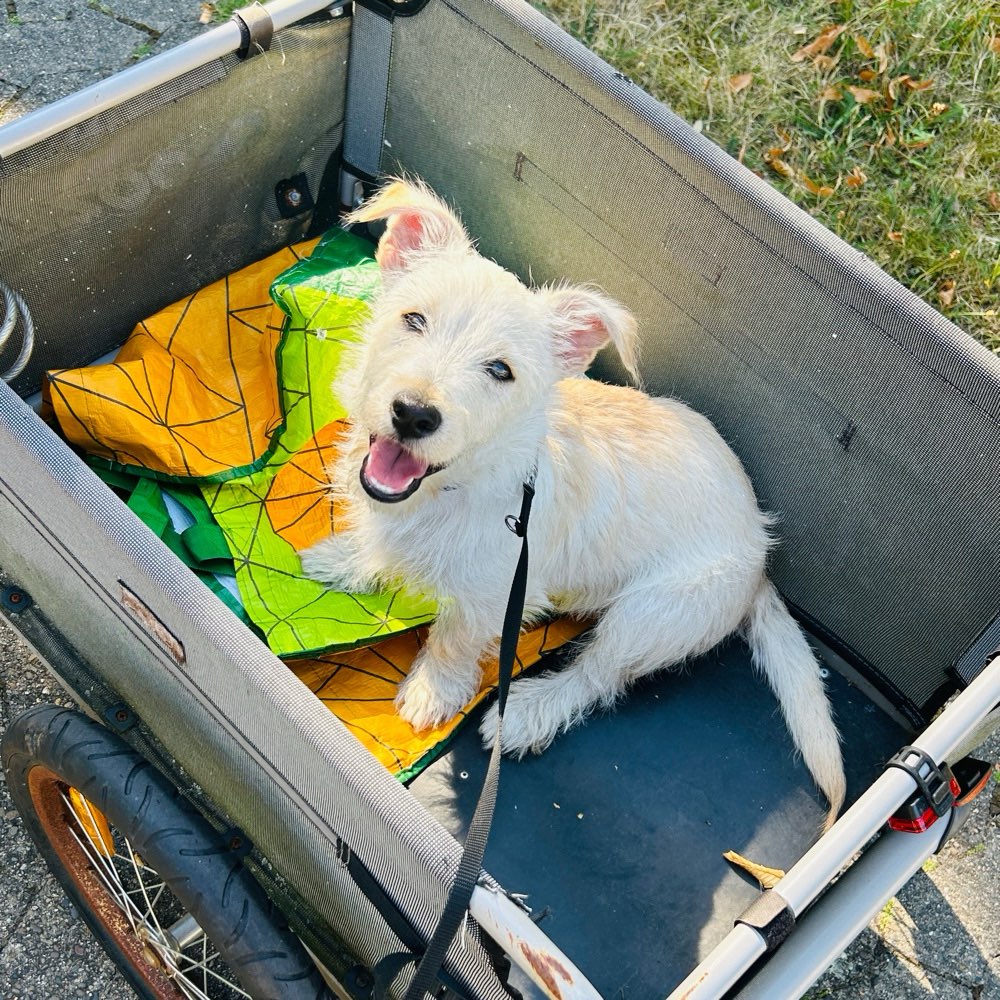 Hundetreffen-Spieldate-Profilbild